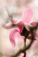 без име ( ID=2578551 ); Коментари:3