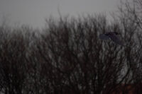 От прозореца на спалнята; Няма коментари