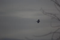 Гарван; Няма коментари