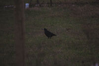 Крилати гости; No comments