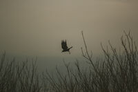 Серия крила; No comments