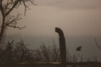 Полет; Няма коментари