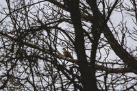 Кратка почивка; Няма коментари