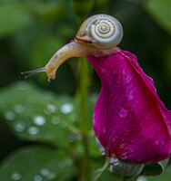 след дъжда; Коментари:5