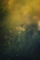 без име ( ID=2578582 ); Коментари:14