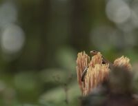 Слепок (Anguis fragilis); comments:12