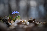 планината се пробужда..; comments:6