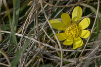 Идва пролет; Коментари:3