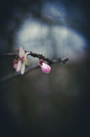 без име ( ID=2578682 ); Коментари:2