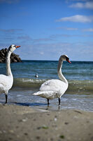 Дивите Лебеди; Коментари:3