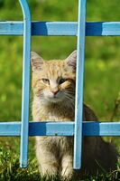 Синичко; comments:2