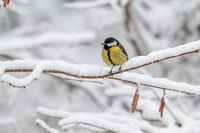 без име ( ID=2578704 ); Коментари:1