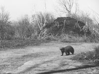 Златка; Коментари:11