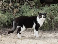 Котка №117; Няма коментари