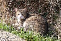 Котка №118; Коментари:2