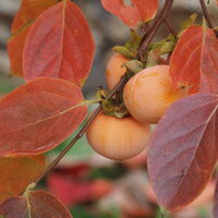 Забранения плод; comments:1