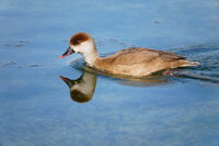 Женска червеноглава патица; Коментари:4