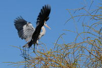 Танц на върха на дървото; comments:3