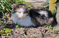 без име ( ID=2578849 ); Коментари:3