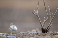 Късокрил кюкавец; Коментари:7