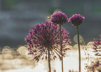 Прашец от Алиум; Коментари:3