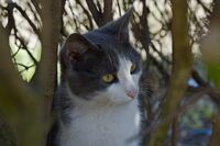 Котка в храста; comments:7