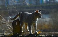 На острова (не този на Епщайн); Коментари:2