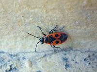 Божа кравичка; comments:2