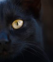 Вътрешно око; Коментари:1