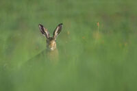 Див заек; Коментари:2