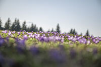 без име ( ID=2578892 ); Коментари:4