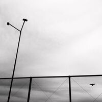 птица за птиците; comments:18