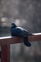 без име ( ID=2578924 ); Няма коментари