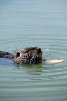 без име ( ID=2578925 ); Коментари:1