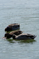 no name ( ID=2578930 ); No comments