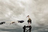 Тук са-махам мартеницата; comments:6