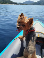 Капитан Хари!; Коментари:1