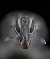 без име ( ID=2578971 ); Коментари:2