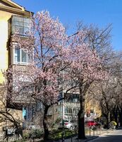 из Шумен; comments:2