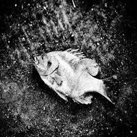 Circle of Life; Коментари:5