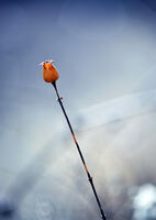 без име ( ID=2579042 ); Коментари:4