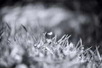 без име ( ID=2579043 ); Коментари:6