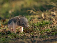 Грух; comments:15