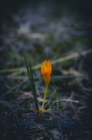 без име ( ID=2579091 ); Коментари:4