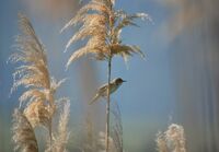 no name ( ID=2579093 ); comments:13