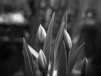 Почти пролет...; Коментари:30