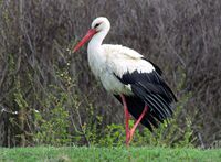 без име ( ID=2579110 ); Коментари:5