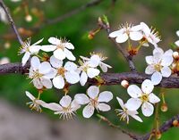 без име ( ID=2579111 ); Коментари:1