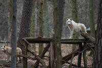 Полярен вълк; comments:1