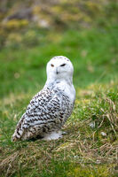 Полярна сова; comments:4